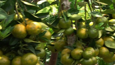 Balai Penelitian Buah Kembangkan Jeruk Obat di Batu