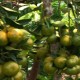 Balai Penelitian Buah Kembangkan Jeruk Obat di Batu