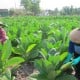 Ganjar Ingin Petani Temanggung Menghasilkan Tembakau Berkualitas