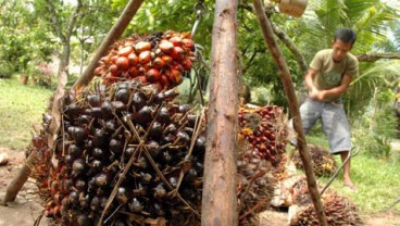 EMITEN PERKEBUNAN : Global Bond TBLA Ditunda