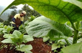 Pemkab Pamekasan Membentuk Tim Pemantau Tata Niaga Tembakau