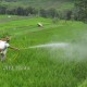 Petani Padi di Jateng Diimbau Antisipasi Hama Wereng Sejak Dini