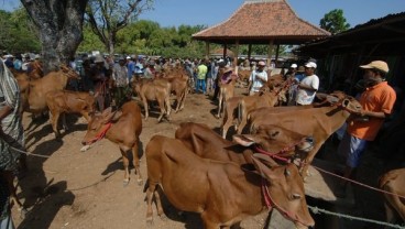 Pengiriman Sapi Asal Madura ke Probolinggo Meningkat