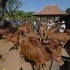 Pengiriman Sapi Asal Madura ke Probolinggo Meningkat