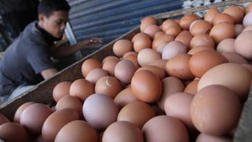 Ayam Petelur Blitar Menurun, Stabilitas Harga Telur Perlu Terus Dijaga