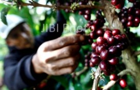 BI Mendorong Pembudidayaan Kopi di Lereng Gunung Wilis