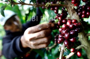 BI Mendorong Pembudidayaan Kopi di Lereng Gunung Wilis