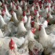 Pengurangan Populasi Akibatkan Ayam Layer Menurun, Ini Datanya