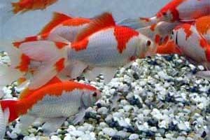 Laboratorium Kesehatan Ikan Internasional Akan Dibangun di Situbondo