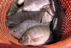 Indonesia Setop Impor Ikan Nila