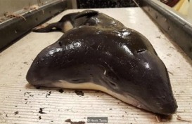 Aneh, Nelayan Tak Sengaja Tangkap Lumba-lumba Kepala Dua