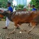 Bisnis Indonesia Serahkan Kurban, Sapi Bali Jadi Artis