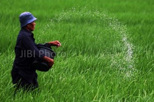 Ini Penyebab Kelangkaan Pupuk di Situbondo