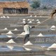 Produksi Garam di Lamongan Terkendala Hujan