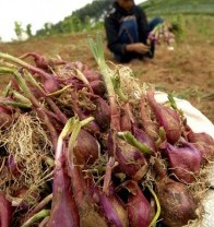 Probolinggo Kembangkan Kawasan Bawang Merah