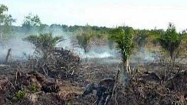 Siak Siapkan 9.500 Ha Lahan Kopi dan Kakao