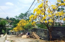 Kota Magelang Akan Duplikasi Keindahan Sakura Jepang