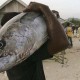 Realisasi Penangkapan Tuna Sirip Biru Selatan Indonesia Masih Rendah