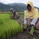 SERANGAN WERENG : Jeda Tanam Padi Diyakini Tak Perlu