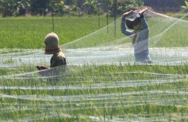 CETAK SAWAH : Realisasi Anggaran Baru 28,7%