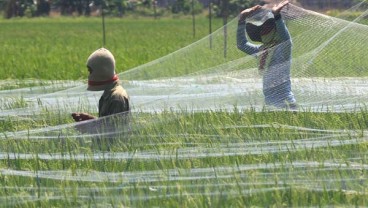 CETAK SAWAH : Realisasi Anggaran Baru 28,7%