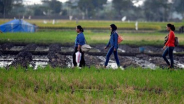 KESEJAHTERAAN PETANI: NTP di Jatim Mulai Membaik
