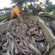 Produksi Ikan Lele Kulon Progo Surplus Hingga 8.000 Ton/Tahun