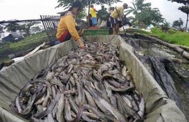 Produksi Ikan Lele Kulon Progo Surplus Hingga 8.000 Ton/Tahun