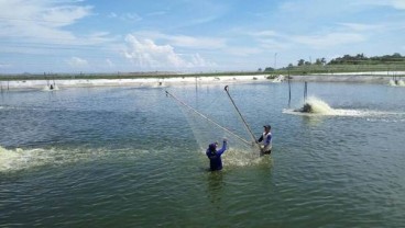 PRODUKSI PERHUTANAN SOSIAL : Perum Perindo Siap Jadi Penyerap