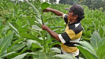 Impor Tembakau Masih Diperlukan