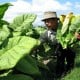 Pabrik Rokok Mulai Membeli Tembakau Petani Bojonegoro