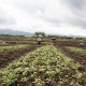 Asuransi Pertanian : Solusi Ini Bisa Tingkatkan Penetrasi