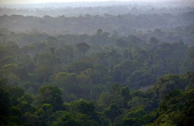 KAWASAN HUTAN : Kaltara Batasi Izin Pinjam Pakai