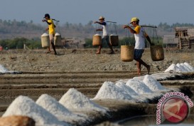 Produksi Garam Probolinggo Melimpah, Harga Jual Anjlok