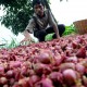 PRODUKSI BAWANG MERAH, Pemkab Solok Targetkan 50.000 Ton