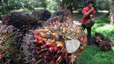 Harga TBS Kalbar Naik Rp61 Mencapai Rp1.640/Kg