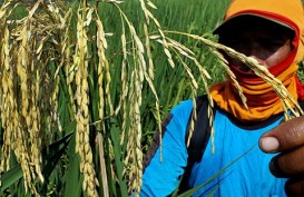 Wereng Bergerak, 3.000 Hektare Lahan Pertanian di Padang Rusak