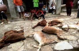 Sepuluh Kambing Mati dengan Luka di Leher dan Perut