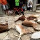 Sepuluh Kambing Mati dengan Luka di Leher dan Perut