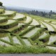 Rencana Cetak Sawah 2018 Lebih Rendah