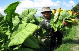 Kualitas Meningkat, Harga Tembakau di Temanggung Rp130.000/Kg