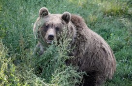 Perubahan Iklim Buat Beruang Makan Buah-buahan