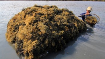 Pabrik Kosmetik Rumput Laut Siap Beroperasi di Lombok