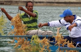 ARLI : Industri Rumput Laut Jangan di Sentra Budidaya