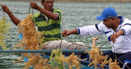 ARLI : Industri Rumput Laut Jangan di Sentra Budidaya