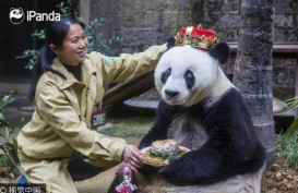 Panda Tertua di Dunia Mati pada Usia 37 Tahun
