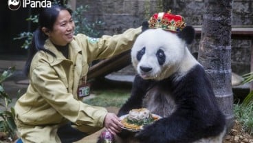 Panda Tertua di Dunia Mati pada Usia 37 Tahun