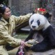 Panda Tertua di Dunia Mati pada Usia 37 Tahun