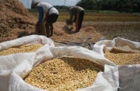 Petani di Kudus Dilatih Khusus Gandakan Produksi Kedelai