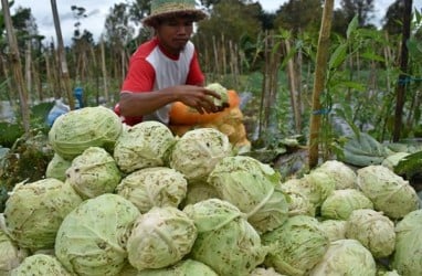Bank Indonesia Dorong Petani Kampar Kembangkan Sayuran Organik